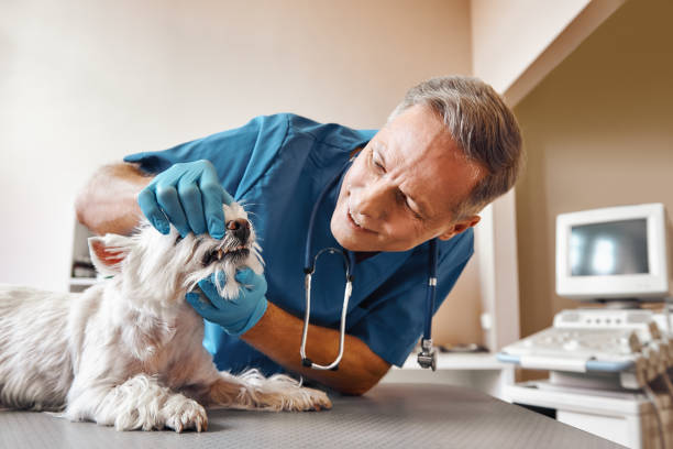  Woodbine, NJ Emergency Dentist Pros